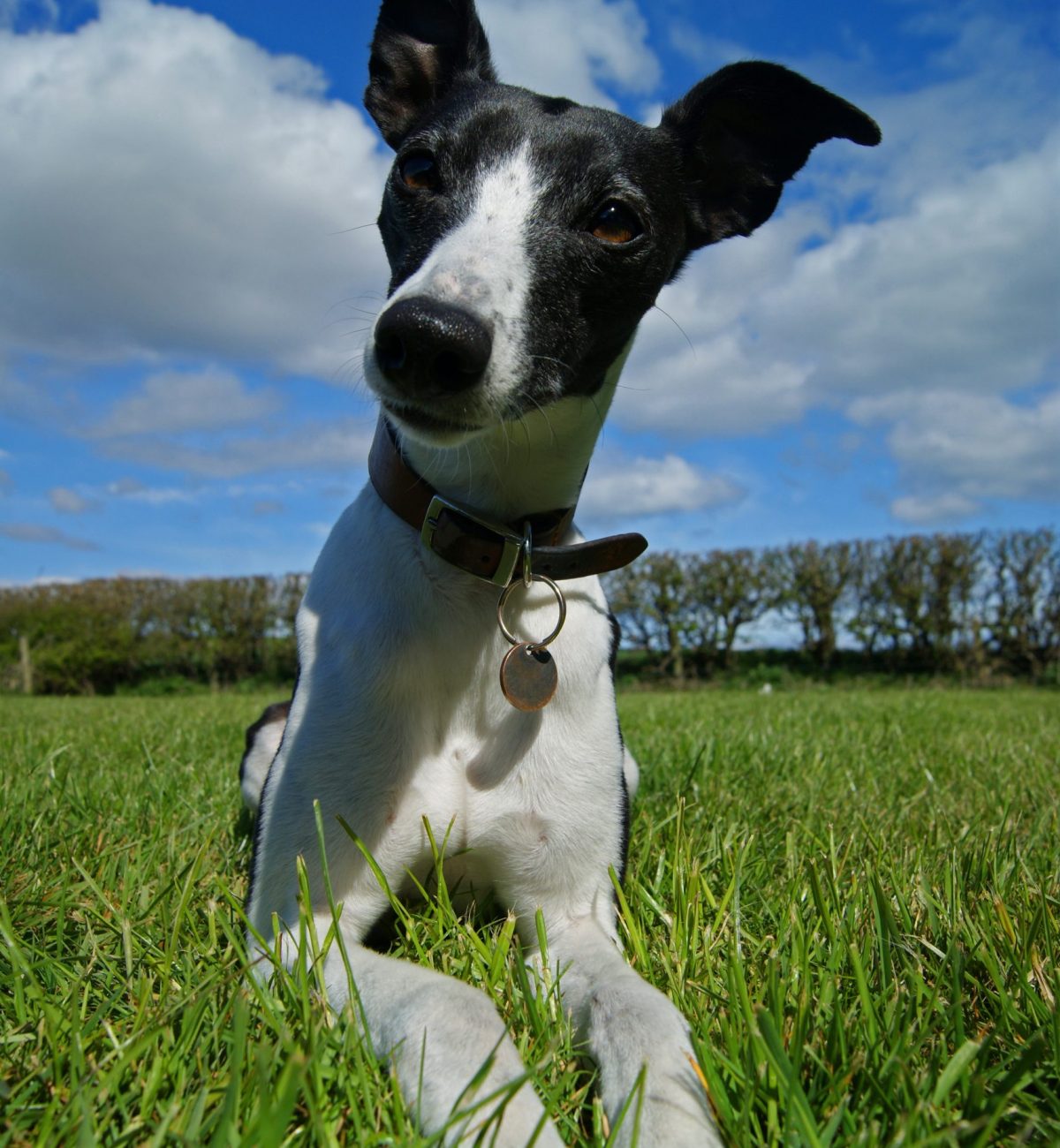 SONY DSC Frapple Hoggins-Mayhew